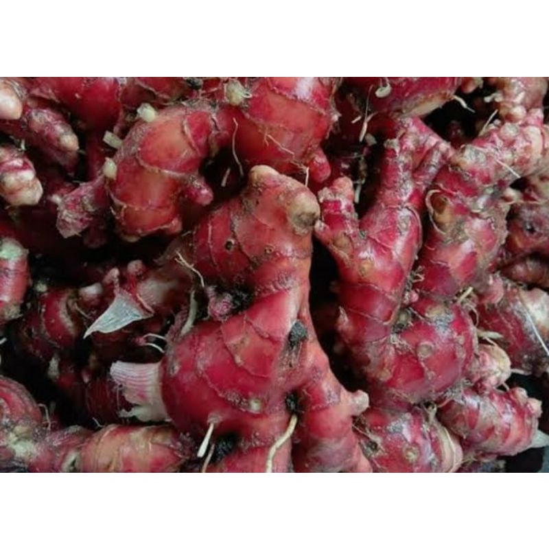 

JAHE MERAH/JAHE MERAH SUPER/LOKAL,BERSIH SUDAH DICUCI/UKURAN RIMPANG BESAR