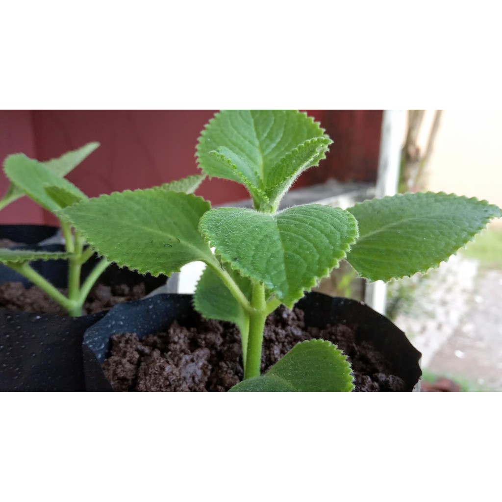 Bibit Daun Bangun Bangun Memperbanyak ASI Dan Sayur Orang Medan