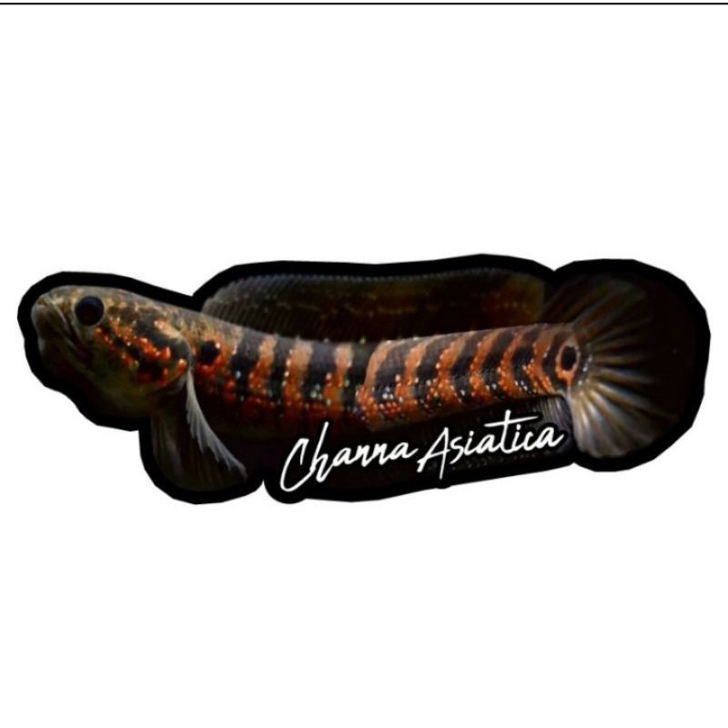 STICKER CHANNA ASIATICA