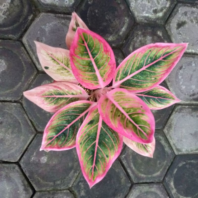 aglonema Lotus delight