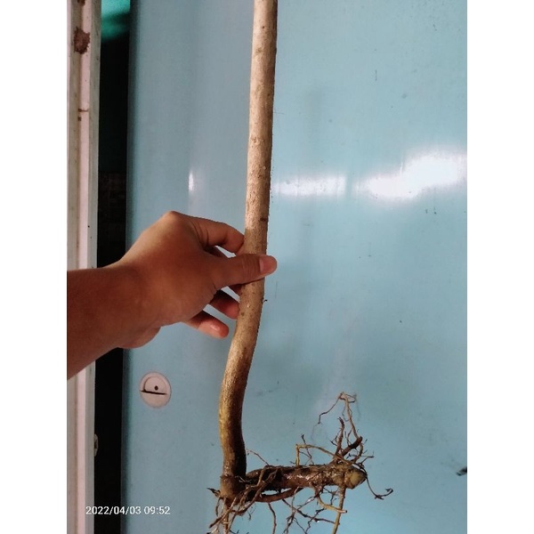 bahan bonsai dongkelan sancang 3