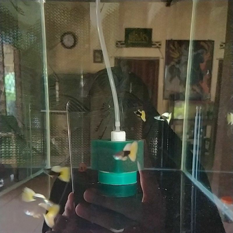 

Ikan Guppy HB Yellow