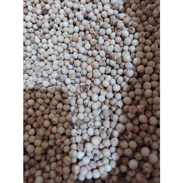 

biji merica putih/lada putih 100 gram