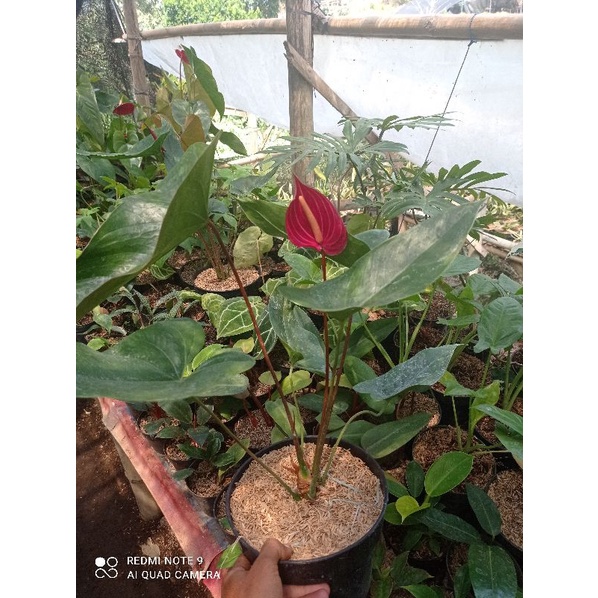 anturium safari/anturium bunga