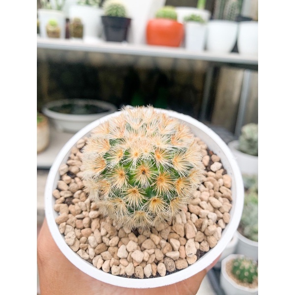 kaktus Mammilaria carmenae ownroot