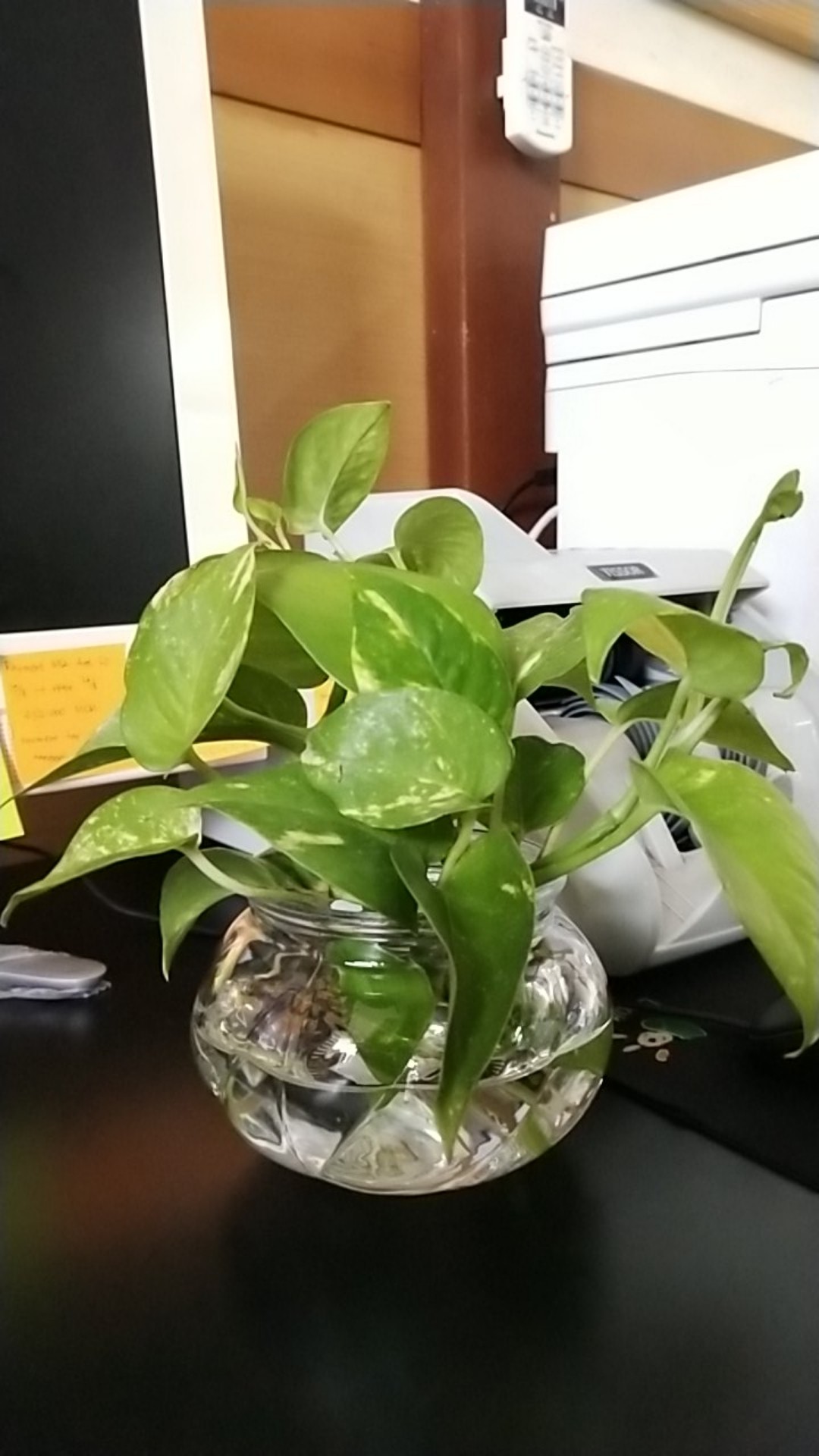 Ikea Viljestark Vas, Kaca Bening 8cm