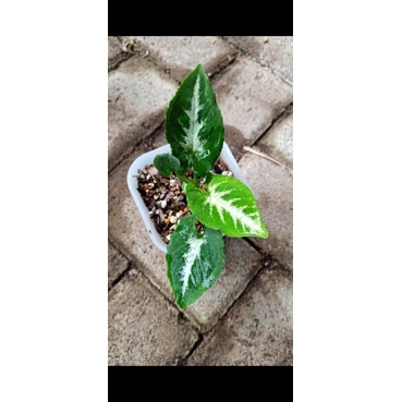 syngonium scrambled eggs