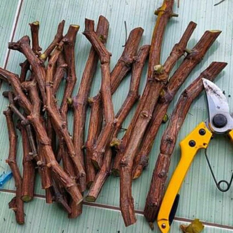 Cutting Tanaman Anggur Lokal Fresh Siap Tanam