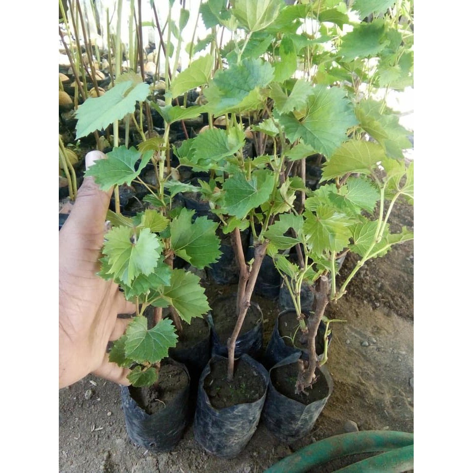 Anggur (rubus sp) belum okulasi - Bibit Tanaman Buah Anggur - Bibit Anggur Super - Red Price / Green Belgium / Black Caroline