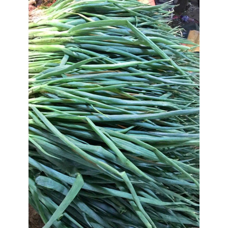 

Bawang daun (250 gr)