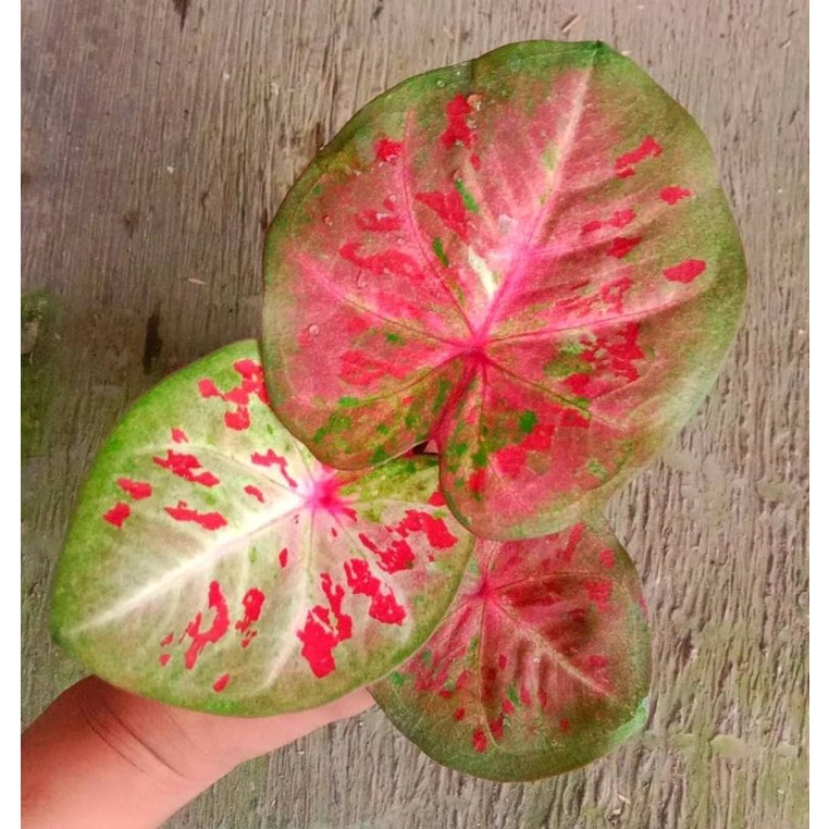 Tanaman Hias Caladium/Keladi Hias CALADIUM H02