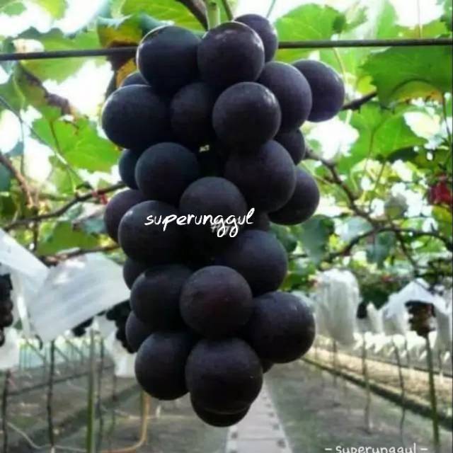 Bibit Anggur Import hitam Super