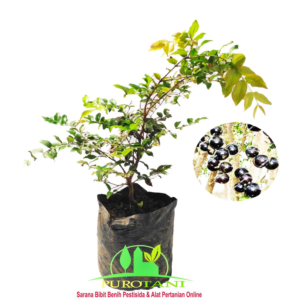 Bibit Anggur Brasil Jaboticaba