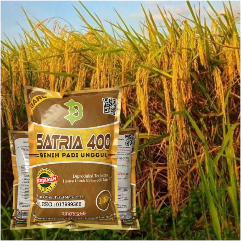 biji Padi Satria 400 Kualitas Super