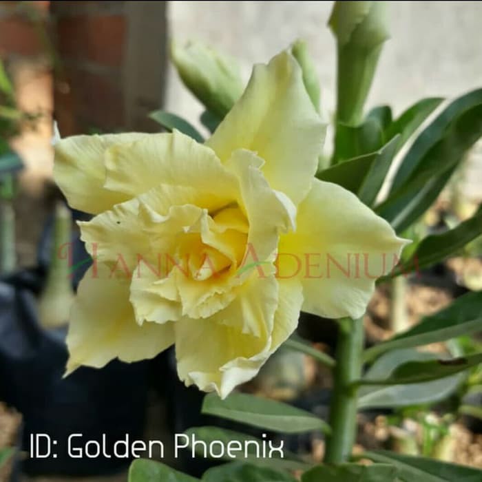 

Bibit Bunga Kamboja Adenium Golden Phoenix