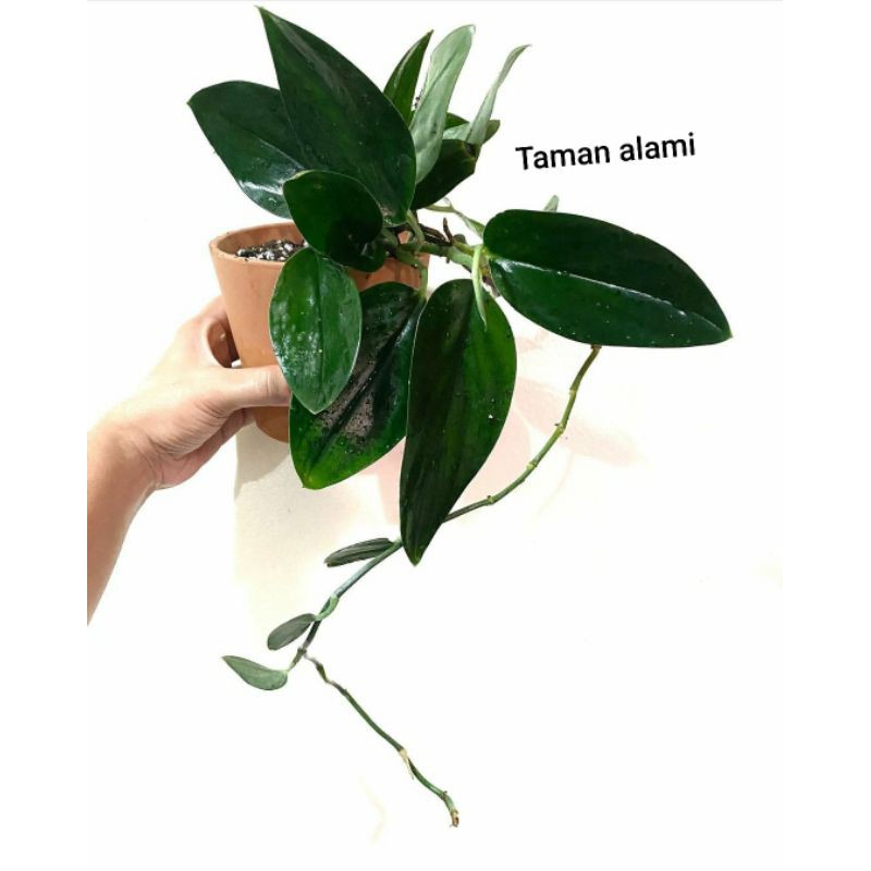 scindapsus treubii darkform - tanaman hias scindapsus traubi black darkform - tanaman rambat