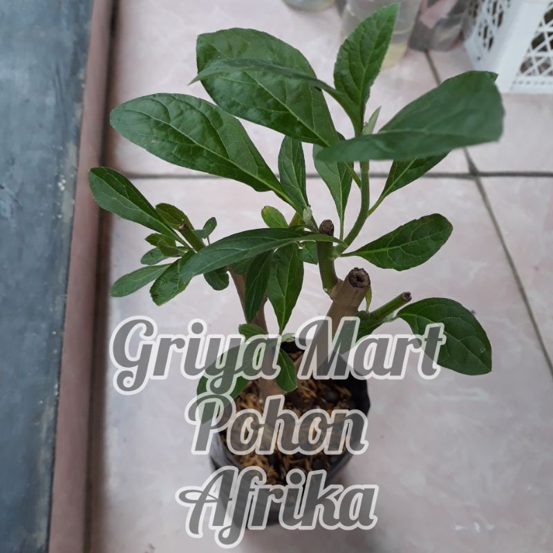 Bibit Pohon AFRIKA