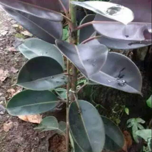 Tanaman hias pot karet kebo