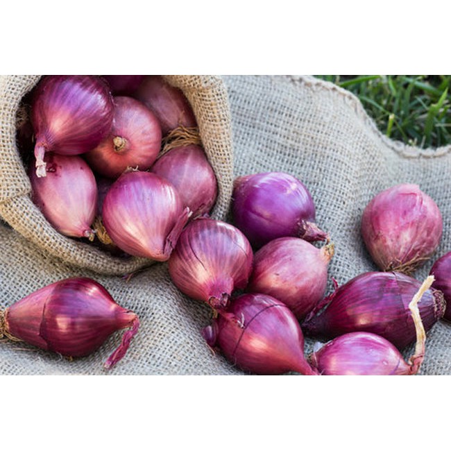 

[1 KG] BAWANG MERAH KUALITAS PREMIUM