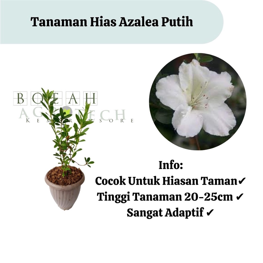 Bibit Azalea Putih/Tanaman Hias Bunga Azalea Putih