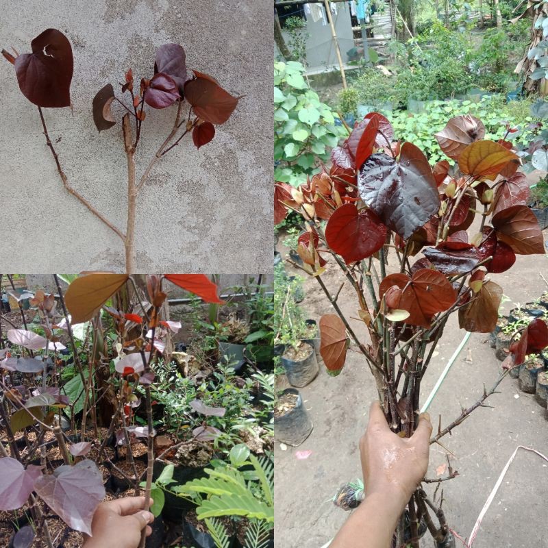 waru merah hasil cangkok murah