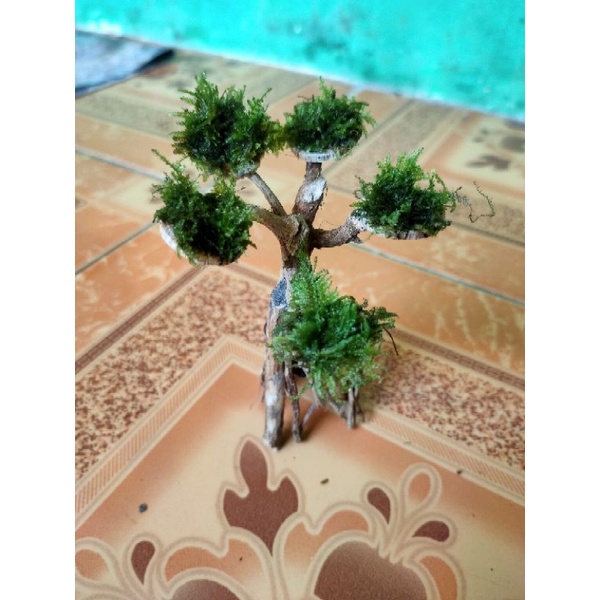 bonsai mini aquascape