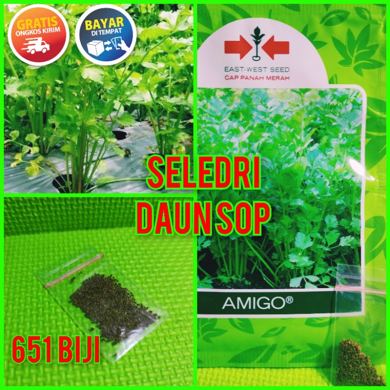 ❤️ 651 Benih Seledri Daun Sop Amigo Cap Panah Merah Repack | Benih Tanaman Unggul Murah