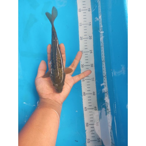 ikan koi jenis midori aragoke size 25 cm