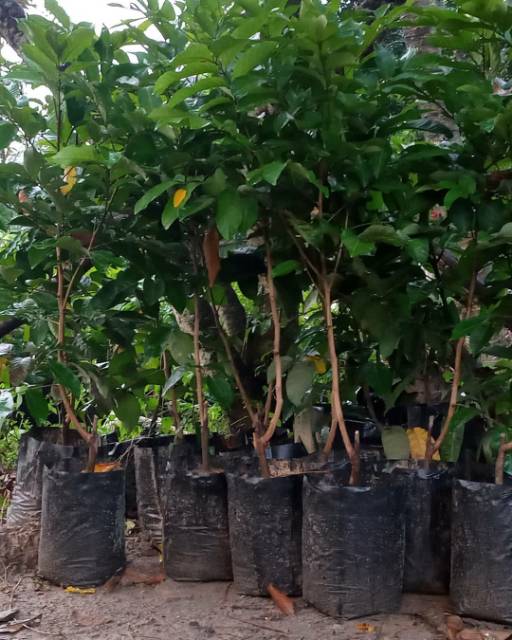 Bibit Rambutan Rapiah Okulasi