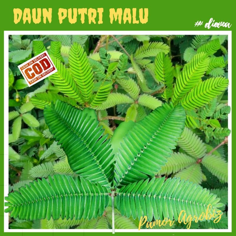 

Daun Putri Malu Segar Alami Non Kimiawi diPetik Langsung dari Kebun (Hanya Daun)
