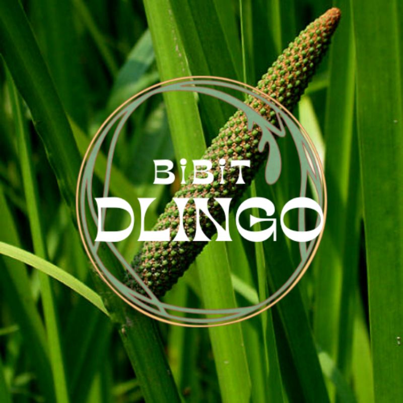 Bibit Tanaman Daun Dlingo / Jeringau