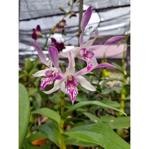 Anggrek Dendrobium Big size Knop Mekar  pink merah hijau ungu putih