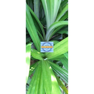 

Daun daun pandan wangi segar per 300 grm