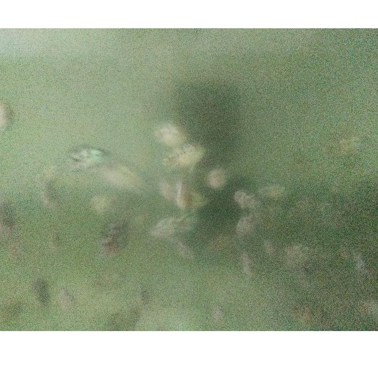 

[55] BURAYAK IKAN (EBJD) BLUE JACK 1-2CM Ori