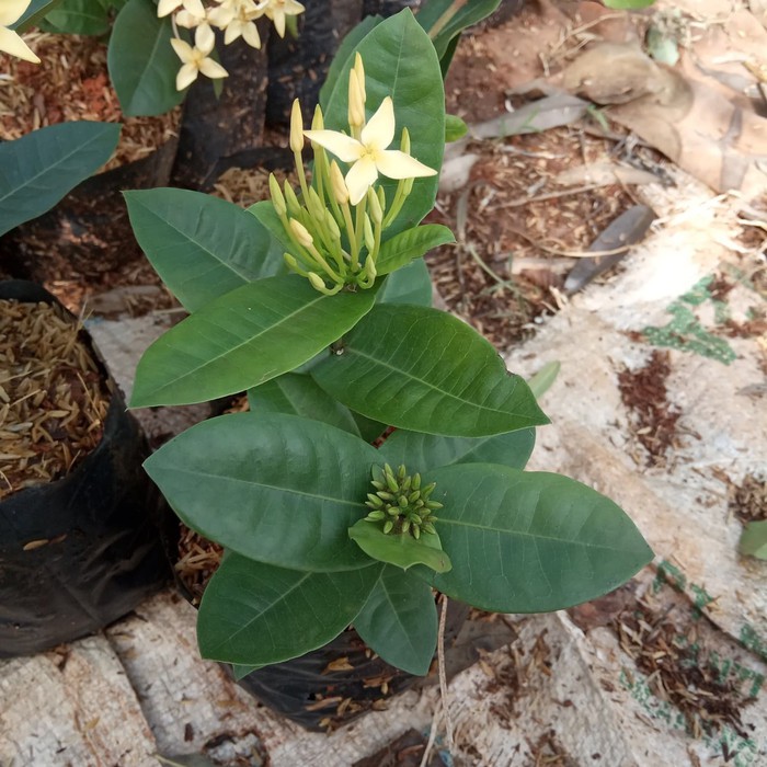 tanaman asoka bunga kuning - tanaman soka bunga kuning