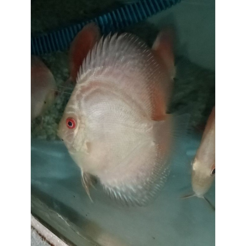 ikan discus buldog snow leopard
