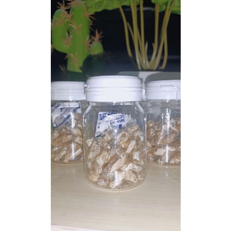 Kapsul empot bening | Kapsul mpot ayam Original