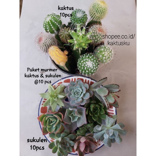 KAKTUS SUKULEN_ Paket Kaktus & Sukulen CO live