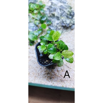 Tanaman aquascape//Anubias pinto mini clump