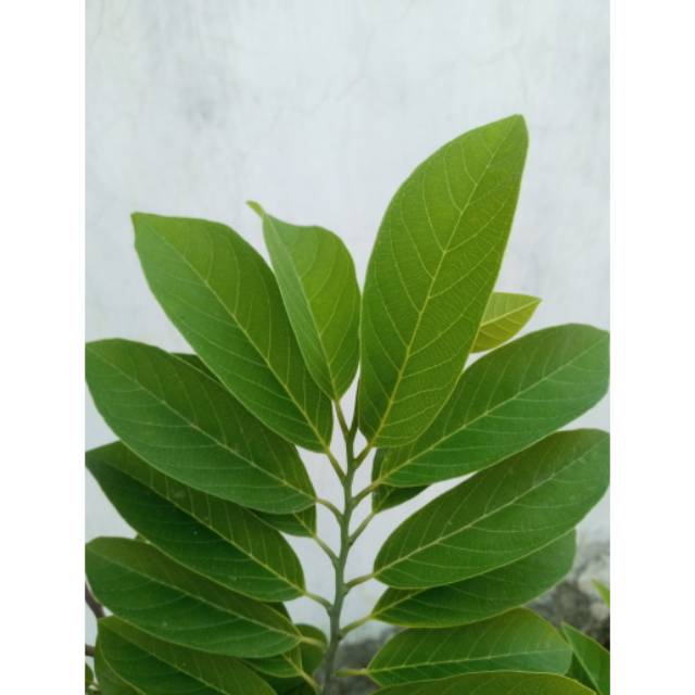 

Daun srikaya segar dipetik dadakan