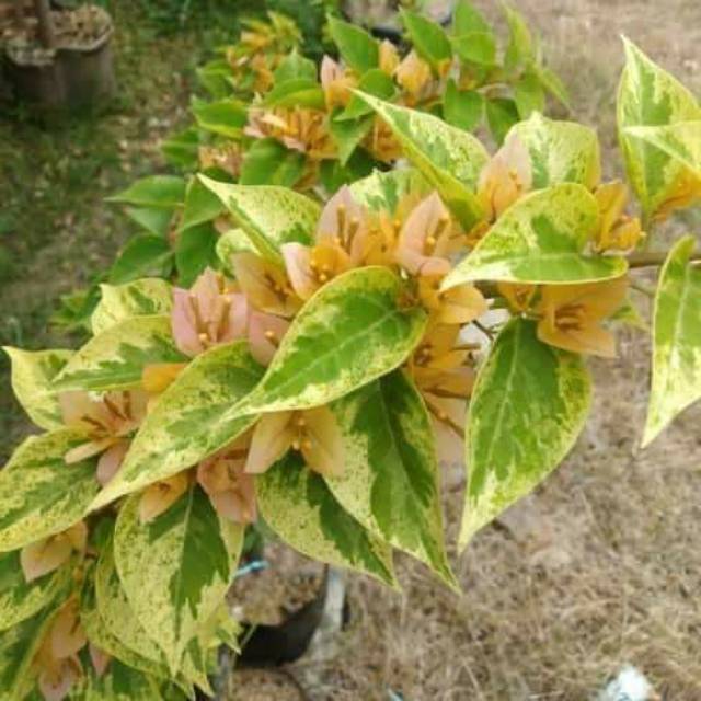 Bougenville Singapur kuning varigata ori