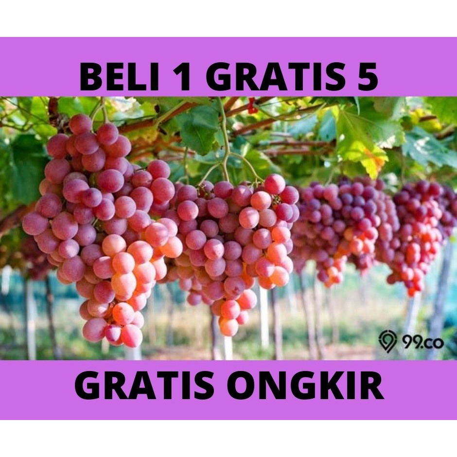 BIBIT ANGGUR TROPICAL 3 VARIAN