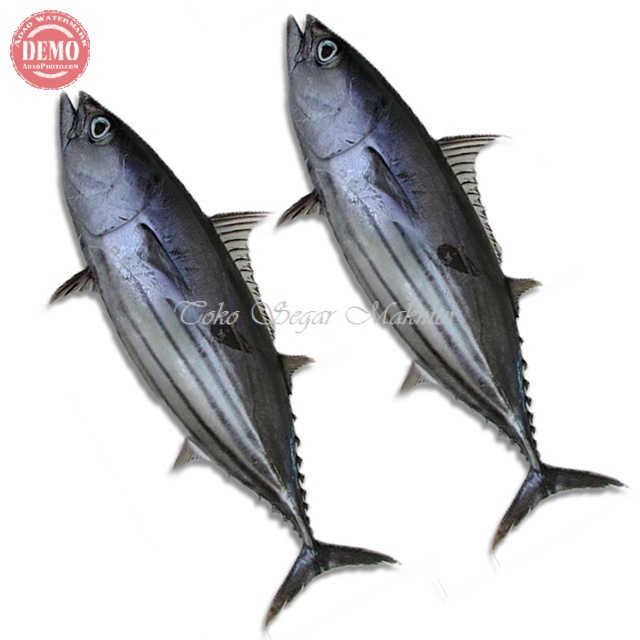 

Ikan Cakalang Segar Ikan Cakalang Ikan Laut Segar 1Kg