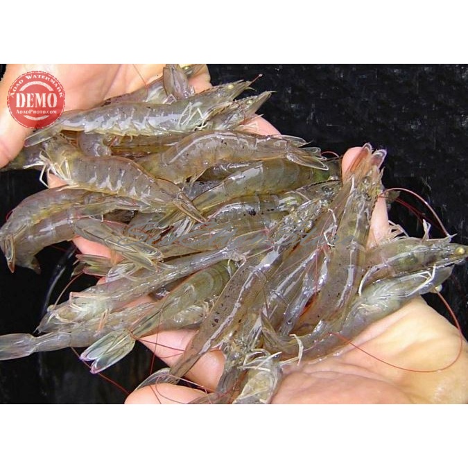 

Udang Segar Vaname Udang Vaname Segar 1Kg
