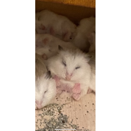 dayang wheel dan aquarium cupang