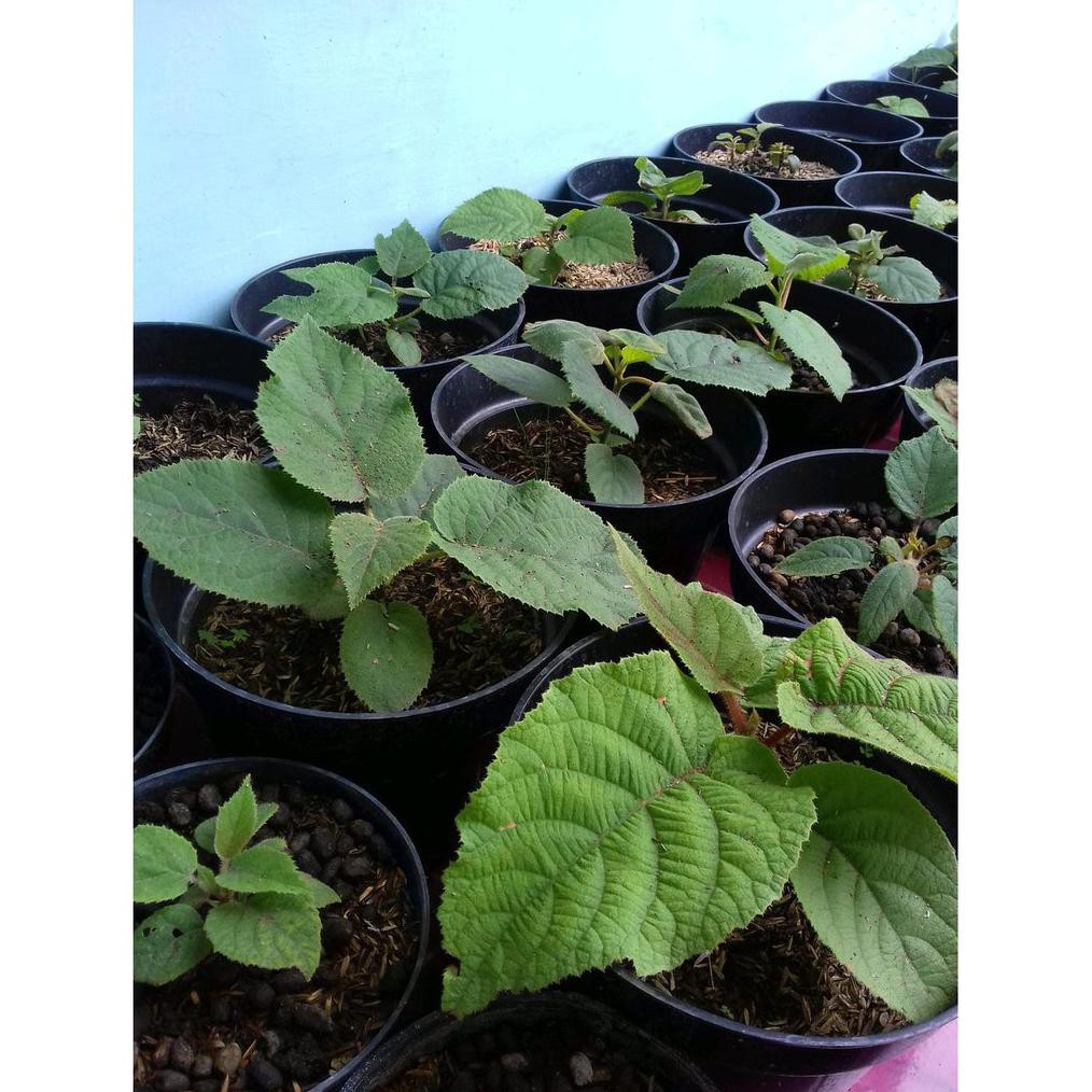 Bibit Tanaman Buah Kiwi Golden Murah Bibit Okulasi %%