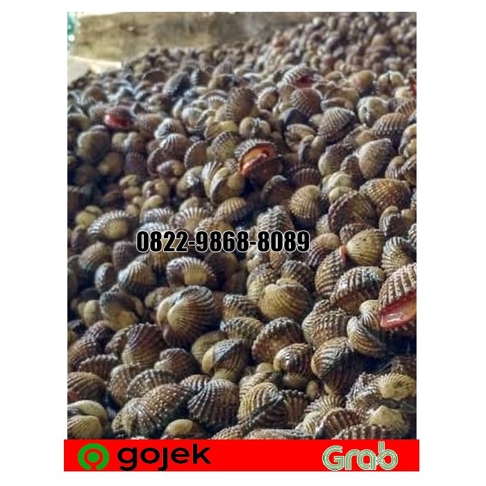 

PROMO KERANG DARA HIDUP 1 KG / KERANG DARA SEGAR / KERANG DARA FRESH