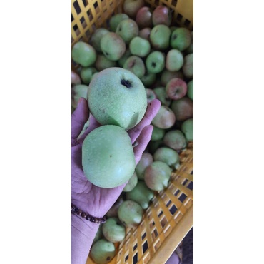 

buah apel manalagi grade A