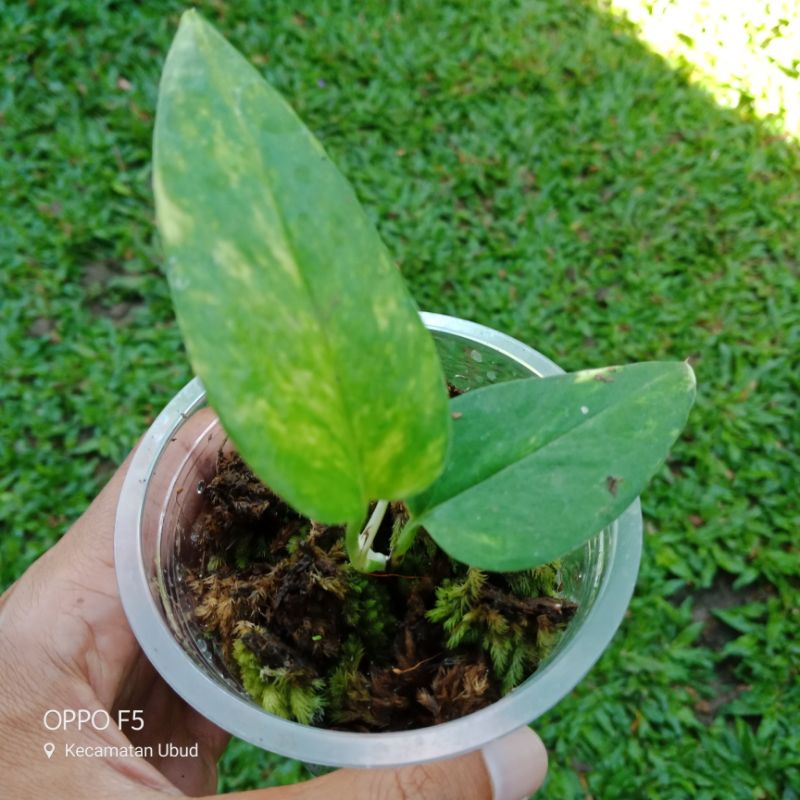 Epipremnum pinatum variegata yellow