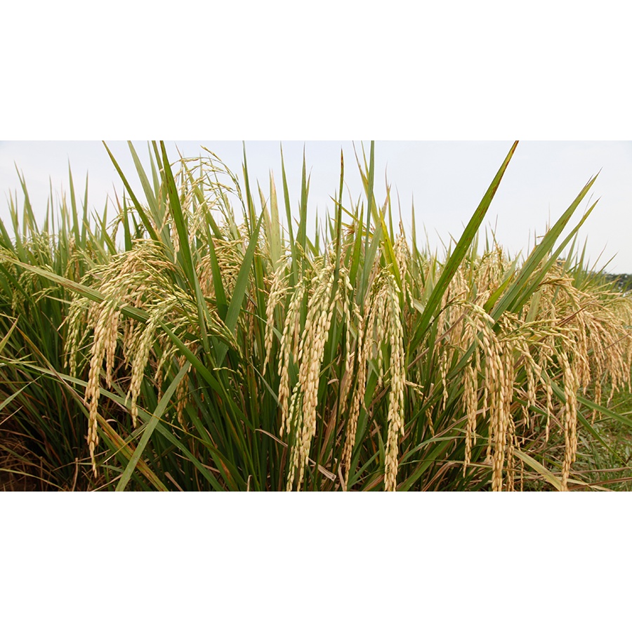 Benih Padi Inpari 39 Tadah Hujan